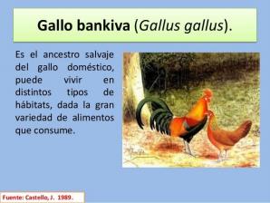 Origen de las aves, Cuarta Parte: Cómo llegó la gallina al continente americano - Image 1