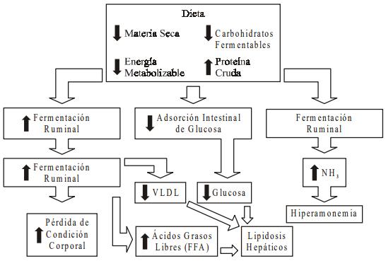 Interacciones entre el metabolismo y la reproducción en la vaca lechera: es la actividad gluconeogénica el eslabón perdido? - Image 4