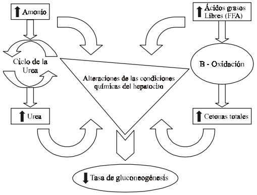Interacciones entre el metabolismo y la reproducción en la vaca lechera: es la actividad gluconeogénica el eslabón perdido? - Image 5