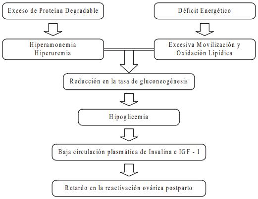 Interacciones entre el metabolismo y la reproducción en la vaca lechera: es la actividad gluconeogénica el eslabón perdido? - Image 7