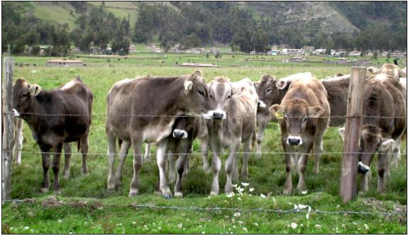 Los taninos como alternativa homeostática en los rumiantes (parte I) - Image 2