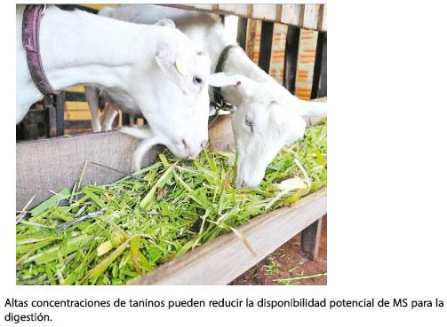 Los taninos como alternativa homeostática en los rumiantes (Parte II) - Image 6