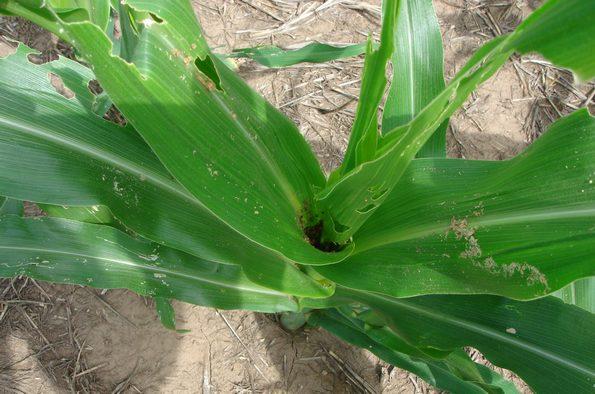 Los insecticidas “curasemillas” y el gusano cogollero - Image 1