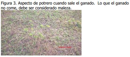 Implementación de rotación de potreros - Image 3