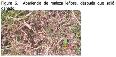 Implementación de rotación de potreros - Image 6