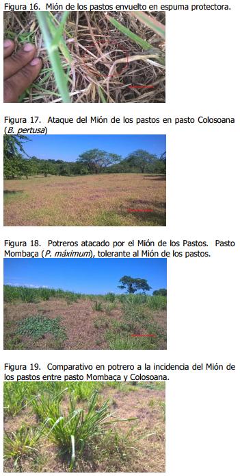 Implementación de rotación de potreros - Image 21