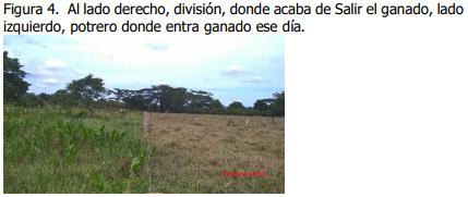 Implementación de rotación de potreros - Image 4