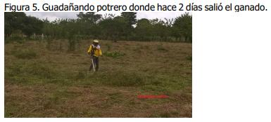 Implementación de rotación de potreros - Image 5