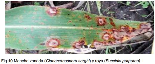 INTA AER Las Toscas y el sorgo - Investigación en Campo de Productor Generación de conocimientos para Producción Ganadera - Image 12