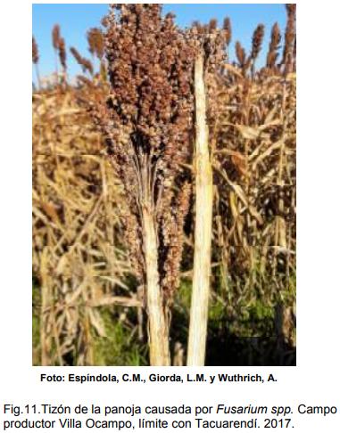INTA AER Las Toscas y el sorgo - Investigación en Campo de Productor Generación de conocimientos para Producción Ganadera - Image 13