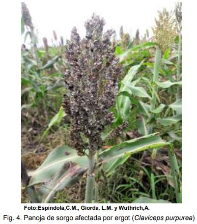 INTA AER Las Toscas y el sorgo - Investigación en Campo de Productor Generación de conocimientos para Producción Ganadera - Image 6