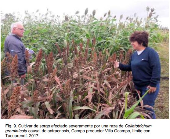 INTA AER Las Toscas y el sorgo - Investigación en Campo de Productor Generación de conocimientos para Producción Ganadera - Image 11