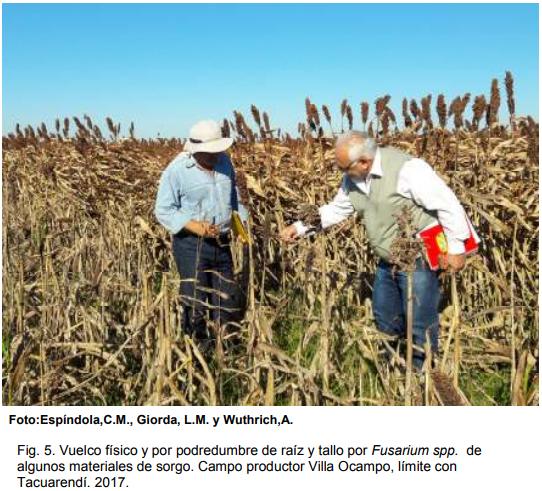 INTA AER Las Toscas y el sorgo - Investigación en Campo de Productor Generación de conocimientos para Producción Ganadera - Image 7