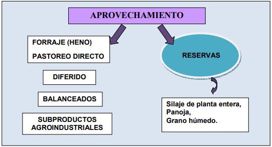 INTA AER Las Toscas y el sorgo - Investigación en Campo de Productor Generación de conocimientos para Producción Ganadera - Image 1