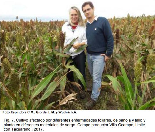 INTA AER Las Toscas y el sorgo - Investigación en Campo de Productor Generación de conocimientos para Producción Ganadera - Image 9
