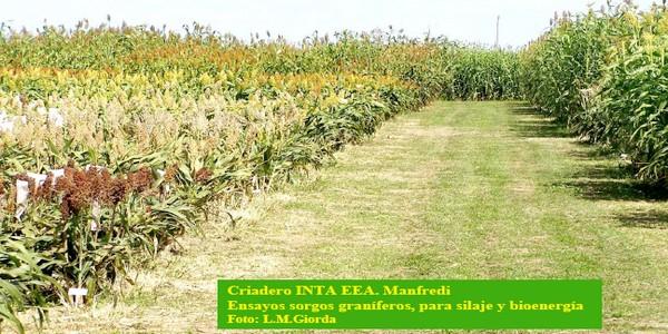 Evaluación de híbridos y variedades de sorgo para la Inscripción en el Registro Nacional de Cultivares del INASE- Campaña 2016/17. - Image 6