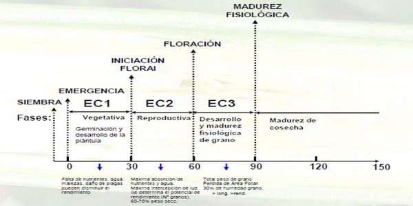 Evaluación de híbridos y variedades de sorgo para la Inscripción en el Registro Nacional de Cultivares del INASE- Campaña 2016/17. - Image 10