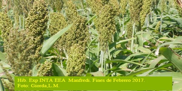 Evaluación de híbridos y variedades de sorgo para la Inscripción en el Registro Nacional de Cultivares del INASE- Campaña 2016/17. - Image 16