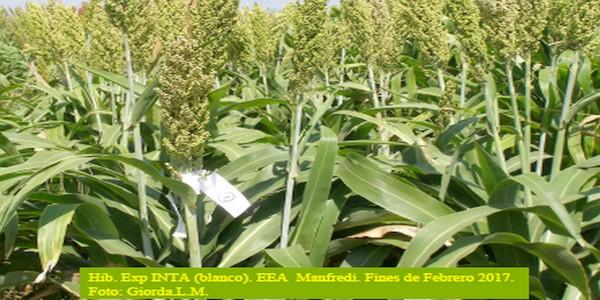Evaluación de híbridos y variedades de sorgo para la Inscripción en el Registro Nacional de Cultivares del INASE- Campaña 2016/17. - Image 15