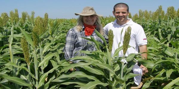Evaluación de híbridos y variedades de sorgo para la Inscripción en el Registro Nacional de Cultivares del INASE- Campaña 2016/17. - Image 1