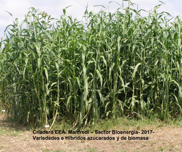 Variedades de sorgo para cada utilización y su manejo - Image 5