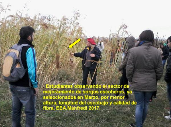 Variedades de sorgo para cada utilización y su manejo - Image 11