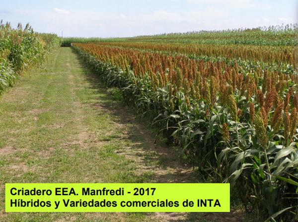 Variedades de sorgo para cada utilización y su manejo - Image 12