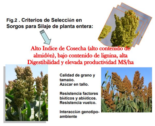Variedades de sorgo para cada utilización y su manejo - Image 9