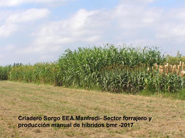 Variedades de sorgo para cada utilización y su manejo - Image 4