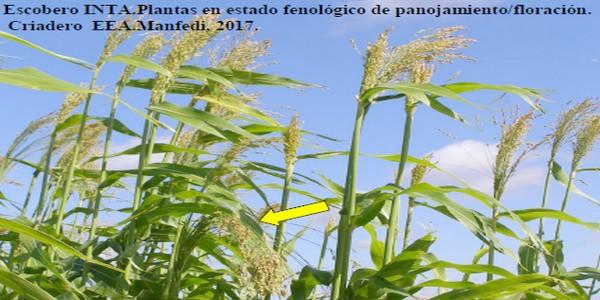 Programa Mejoramiento Genético de Sorgo - Image 10