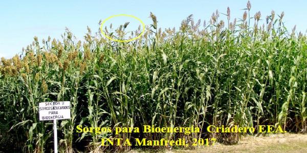 Programa Mejoramiento Genético de Sorgo - Image 12