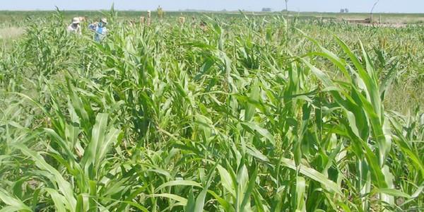 Programa Mejoramiento Genético de Sorgo - Image 9