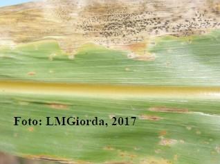 Programa Mejoramiento Genético de Sorgo - Image 7