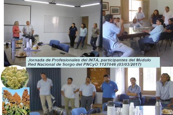 Programa Mejoramiento Genético de Sorgo - Image 1