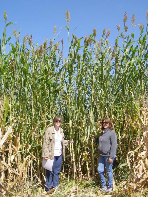Programa Mejoramiento Genético de Sorgo - Image 11
