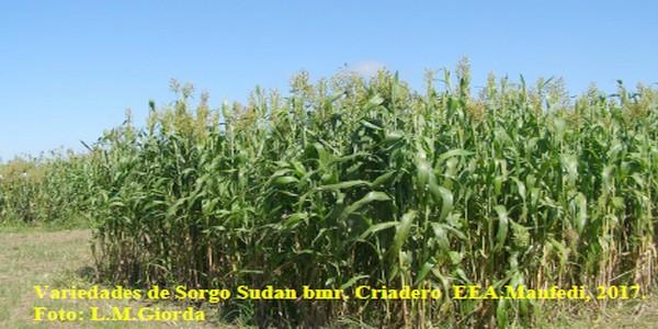 Programa Mejoramiento Genético de Sorgo - Image 6