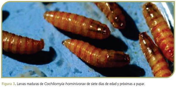 Guía para el control de los parásitos externos en bovinos de leche del área central de la Argentina (Ficha 1) - Image 2