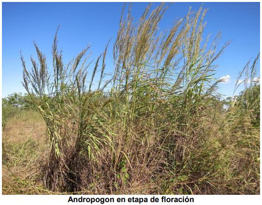 El pasto gamba (Andropogon Gayanus), una gramínea promisoria para el corredor seco del suroriente de Guatemala - Image 2