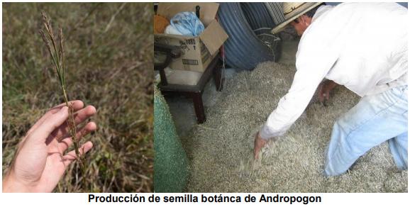 El pasto gamba (Andropogon Gayanus), una gramínea promisoria para el corredor seco del suroriente de Guatemala - Image 3