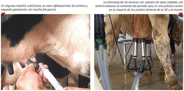 La leche de descarte en la mira de la resistencia a los antibióticos - Image 2