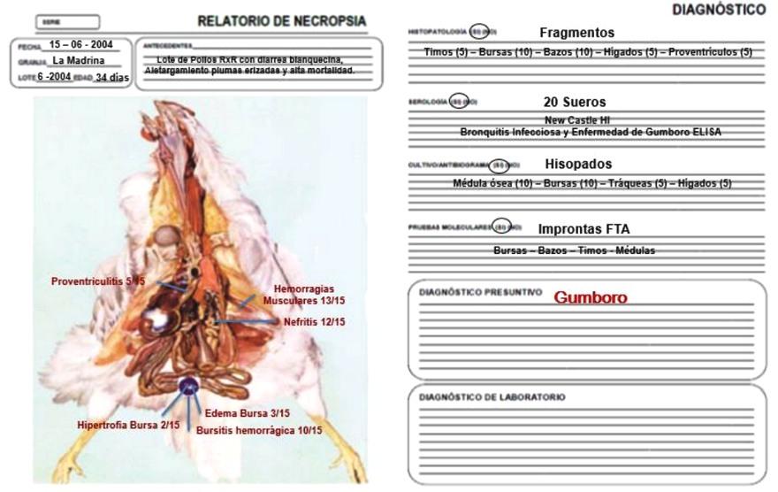 Sistema integral de evaluación de lesiones a la necropsia - SIEN - Image 20
