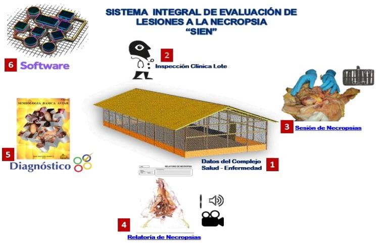 Sistema integral de evaluación de lesiones a la necropsia - SIEN - Image 5