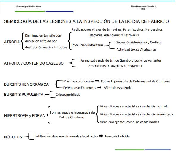 Sistema integral de evaluación de lesiones a la necropsia - SIEN - Image 10