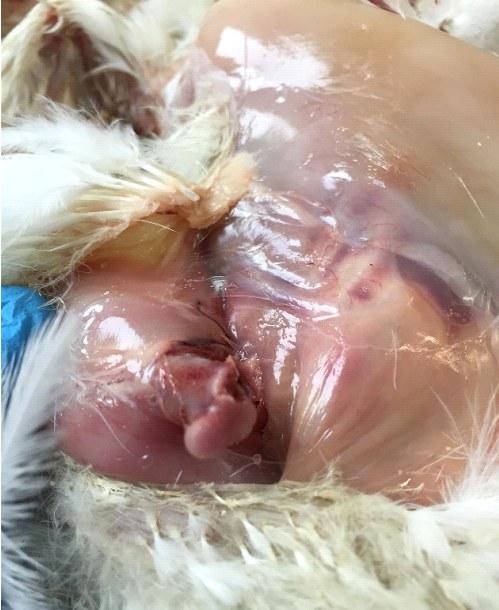 Necrosis de la cabeza del fémur en broilers - Image 1