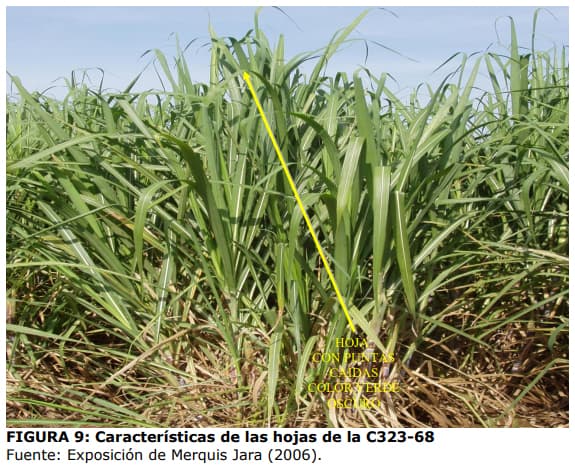 Técnica para la identificación de variedades y especies de caña de ...