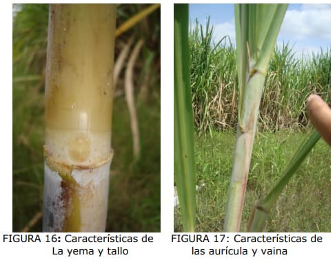 Técnica para la identificación de variedades y especies de caña de ...