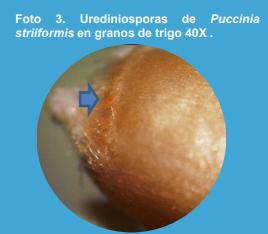 Manejo de la roya amarilla causada por Puccinia striiformis en trigo (Triticum aestivum L.) bajo diferentes niveles de fertilización nitrogenada en el norte de la provincia de Buenos Aires. - Image 3