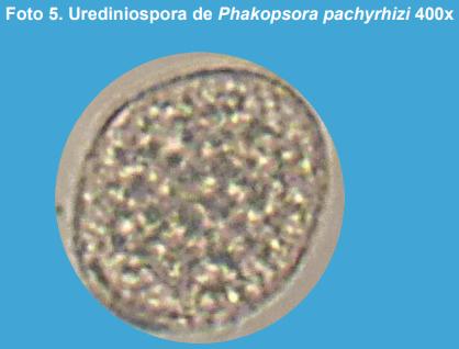 Primer informe de supervivencia de invierno de Phakopsora pachyrhizi en kudzu (Pueraria lobata), en la provincia de Buenos Aires, Argentina. - Image 5