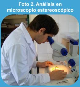 Primer informe de supervivencia de invierno de Phakopsora pachyrhizi en kudzu (Pueraria lobata), en la provincia de Buenos Aires, Argentina. - Image 2