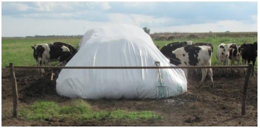 Autoconsumo de silo en el tambo: una alternativa a tener en cuenta - Image 2